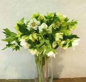 HELLEBORE QUEENS DB WHI 45